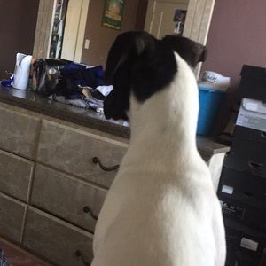 Meet your Posher, Bella